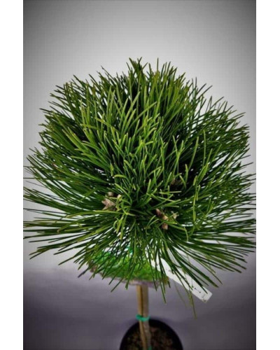 Сосна чорна / австрійська Кабаненсіс Нана на штамбі | Pinus nigra var. austriaca Cebennensis Nana on shtambe | Сосна черная / австрийская Кабаненсис Нана на штамбе