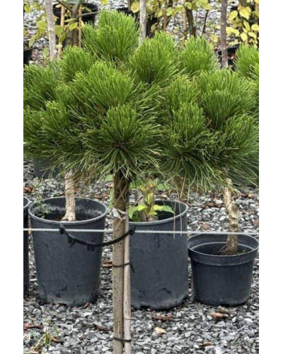 Сосна чорна / австрійська Кабаненсіс Нана на штамбі | Pinus nigra var. austriaca Cebennensis Nana on shtambe | Сосна черная / австрийская Кабаненсис Нана на штамбе
