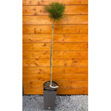 Сосна чорна / австрійська Кабаненсіс Нана на штамбі | Pinus nigra var. austriaca Cebennensis Nana on shtambe | Сосна черная / австрийская Кабаненсис Нана на штамбе