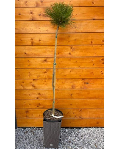 Сосна чорна / австрійська Кабаненсіс Нана на штамбі | Pinus nigra var. austriaca Cebennensis Nana on shtambe | Сосна черная / австрийская Кабаненсис Нана на штамбе