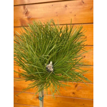 Сосна чорна / австрійська Кабаненсіс Нана на штамбі | Pinus nigra var. austriaca Cebennensis Nana on shtambe | Сосна черная / австрийская Кабаненсис Нана на штамбе
