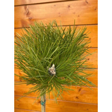 Сосна чорна / австрійська Кабаненсіс Нана на штамбі | Pinus nigra var. austriaca Cebennensis Nana on shtambe | Сосна черная / австрийская Кабаненсис Нана на штамбе