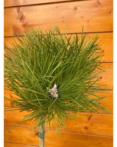 Сосна чорна / австрійська Кабаненсіс Нана на штамбі | Pinus nigra var. austriaca Cebennensis Nana on shtambe | Сосна черная / австрийская Кабаненсис Нана на штамбе