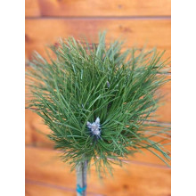 Сосна чорна / австрійська Кабаненсіс Нана на штамбі | Pinus nigra var. austriaca Cebennensis Nana on shtambe | Сосна черная / австрийская Кабаненсис Нана на штамбе