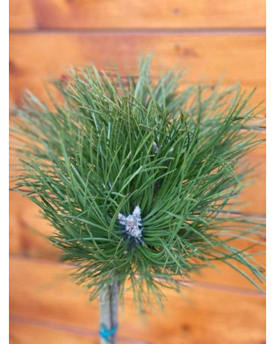 Сосна чорна / австрійська Кабаненсіс Нана на штамбі | Pinus nigra var. austriaca Cebennensis Nana on shtambe | Сосна черная / австрийская Кабаненсис Нана на штамбе