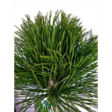 Сосна чорна / австрійська Кабаненсіс Нана на штамбі | Pinus nigra var. austriaca Cebennensis Nana on shtambe | Сосна черная / австрийская Кабаненсис Нана на штамбе