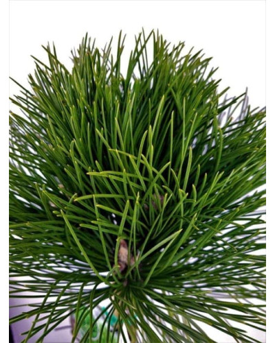Сосна чорна / австрійська Кабаненсіс Нана на штамбі | Pinus nigra var. austriaca Cebennensis Nana on shtambe | Сосна черная / австрийская Кабаненсис Нана на штамбе
