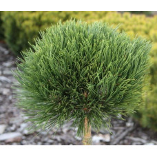 Сосна чорна / австрійська Кабаненсіс Нана на штамбі | Pinus nigra var. austriaca Cebennensis Nana on shtambe | Сосна черная / австрийская Кабаненсис Нана на штамбе