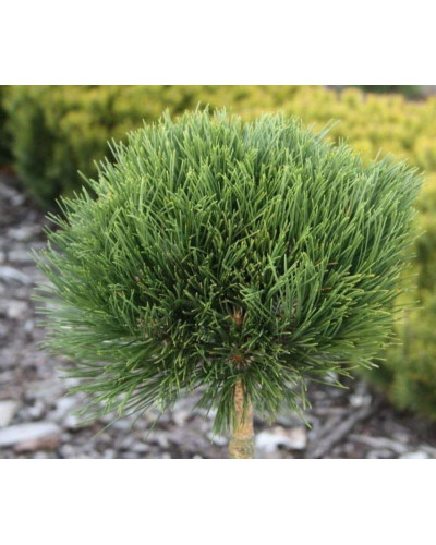 Сосна чорна / австрійська Кабаненсіс Нана на штамбі | Pinus nigra var. austriaca Cebennensis Nana on shtambe | Сосна черная / австрийская Кабаненсис Нана на штамбе