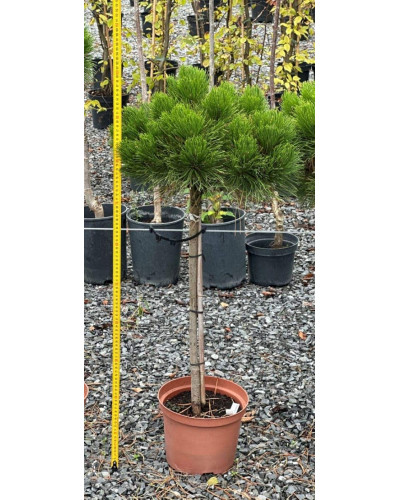 Сосна чорна / австрійська Кабаненсіс Нана на штамбі | Pinus nigra var. austriaca Cebennensis Nana on shtambe | Сосна черная / австрийская Кабаненсис Нана на штамбе