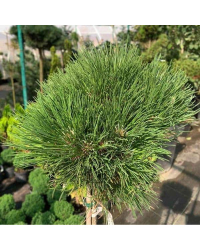 Сосна чорна / австрійська Кабаненсіс Нана на штамбі | Pinus nigra var. austriaca Cebennensis Nana on shtambe | Сосна черная / австрийская Кабаненсис Нана на штамбе