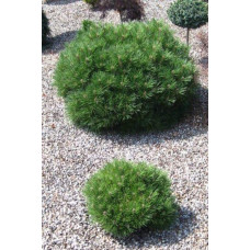 Сосна чорна Бамбіно | Pinus nigra Bambino | Сосна чёрная Бамбино