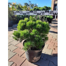 Сосна чорна Бамбіно | Pinus nigra Bambino | Сосна чёрная Бамбино