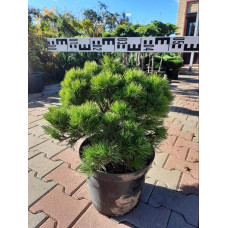Сосна чорна Бамбіно | Pinus nigra Bambino | Сосна чёрная Бамбино