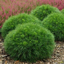 Сосна чорна Бамбіно | Pinus nigra Bambino | Сосна чёрная Бамбино