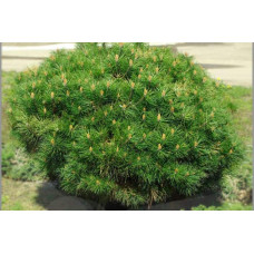 Сосна чорна Бамбіно | Pinus nigra Bambino | Сосна чёрная Бамбино