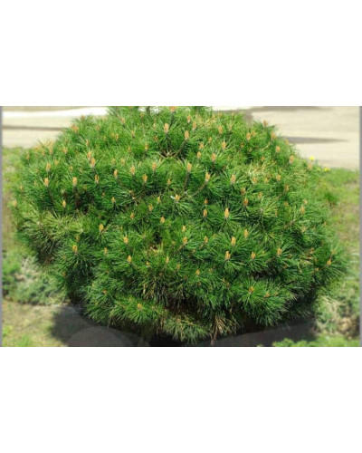Сосна чорна Бамбіно | Pinus nigra Bambino | Сосна чёрная Бамбино