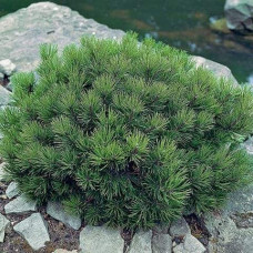Сосна чорна Бамбіно | Pinus nigra Bambino | Сосна чёрная Бамбино