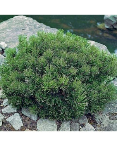 Сосна чорна Бамбіно | Pinus nigra Bambino | Сосна чёрная Бамбино