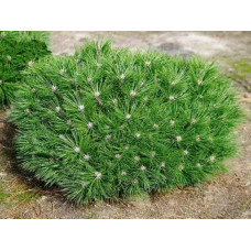 Сосна чорна Бамбіно | Pinus nigra Bambino | Сосна чёрная Бамбино