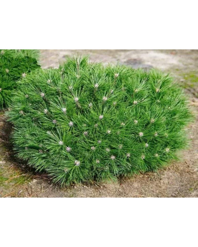 Сосна чорна Бамбіно | Pinus nigra Bambino | Сосна чёрная Бамбино