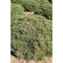 Сосна чорна Брепо / Пєррік Брегон | Pinus nigra Brepo / Pierrick Bregeon | Сосна черная Брепо / Пьеррик Брегон