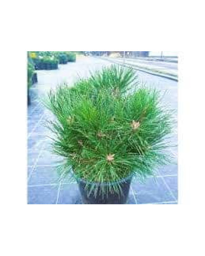 Сосна чорна Брепо / Пєррік Брегон | Pinus nigra Brepo / Pierrick Bregeon | Сосна черная Брепо / Пьеррик Брегон