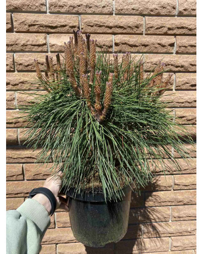 Сосна чорна Брепо / Пєррік Брегон | Pinus nigra Brepo / Pierrick Bregeon | Сосна черная Брепо / Пьеррик Брегон