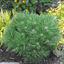 Сосна чорна Брепо / Пєррік Брегон | Pinus nigra Brepo / Pierrick Bregeon | Сосна черная Брепо / Пьеррик Брегон