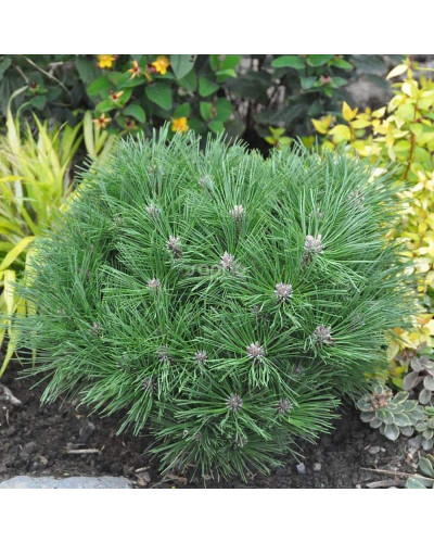 Сосна чорна Брепо / Пєррік Брегон | Pinus nigra Brepo / Pierrick Bregeon | Сосна черная Брепо / Пьеррик Брегон