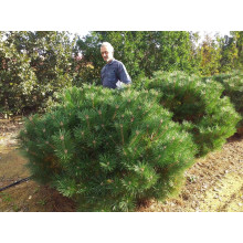 Сосна чорна Брепо / Пєррік Брегон | Pinus nigra Brepo / Pierrick Bregeon | Сосна черная Брепо / Пьеррик Брегон