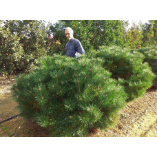 Сосна чорна Брепо / Пєррік Брегон | Pinus nigra Brepo / Pierrick Bregeon | Сосна черная Брепо / Пьеррик Брегон