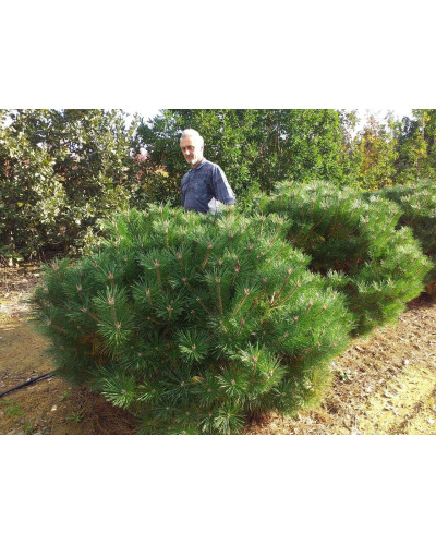 Сосна чорна Брепо / Пєррік Брегон | Pinus nigra Brepo / Pierrick Bregeon | Сосна черная Брепо / Пьеррик Брегон