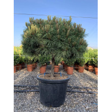 Сосна чорна Брепо / Пєррік Брегон | Pinus nigra Brepo / Pierrick Bregeon | Сосна черная Брепо / Пьеррик Брегон