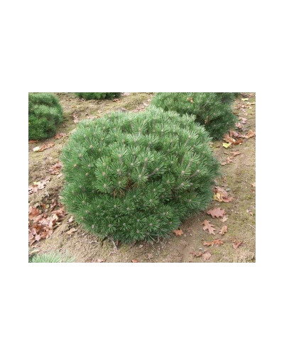 Сосна чорна Брепо / Пєррік Брегон | Pinus nigra Brepo / Pierrick Bregeon | Сосна черная Брепо / Пьеррик Брегон