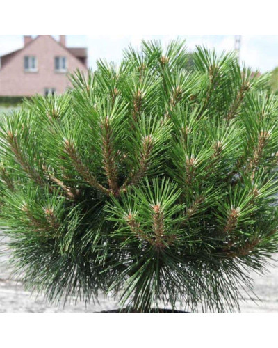 Сосна чорна Брепо / Пєррік Брегон | Pinus nigra Brepo / Pierrick Bregeon | Сосна черная Брепо / Пьеррик Брегон
