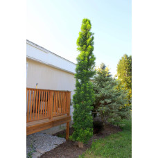 Таксодій дворядний Певе Мінарет | Taxodium distichum Peve Minaret | Таксодиум двурядный Певе Минарет