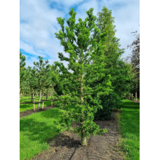 Таксодій дворядний Певе Мінарет | Taxodium distichum Peve Minaret | Таксодиум двурядный Певе Минарет