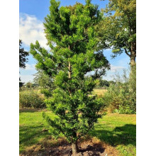 Таксодій дворядний Певе Мінарет | Taxodium distichum Peve Minaret | Таксодиум двурядный Певе Минарет