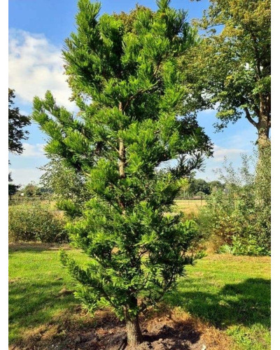 Таксодій дворядний Певе Мінарет | Taxodium distichum Peve Minaret | Таксодиум двурядный Певе Минарет