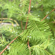 Таксодіум дворядний | Taxodium distichum | Таксодиум двурядный