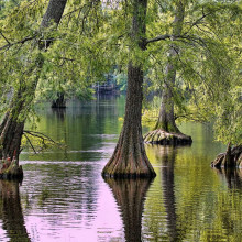 Таксодіум дворядний | Taxodium distichum | Таксодиум двурядный