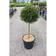 Тис ягідний ТОПІАР Куля (штамб) | Taxus Baccata Topiar Ball (shtamb) | English Yew Topiary Ball (stam)