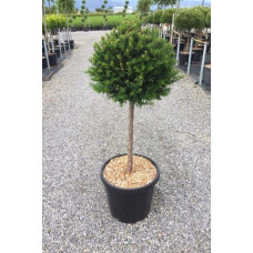 Тис ягідний ТОПІАР Куля (штамб) | Taxus Baccata Topiar Ball (shtamb) | English Yew Topiary Ball (stam)