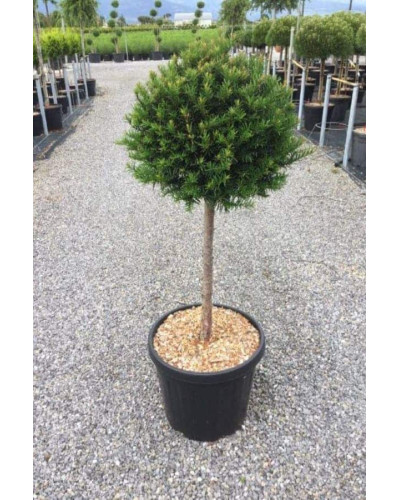 Тис ягідний ТОПІАР Куля (штамб) | Taxus Baccata Topiar Ball (shtamb) | English Yew Topiary Ball (stam)