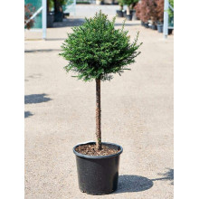 Тис ягідний ТОПІАР Куля (штамб) | Taxus Baccata Topiar Ball (shtamb) | English Yew Topiary Ball (stam)