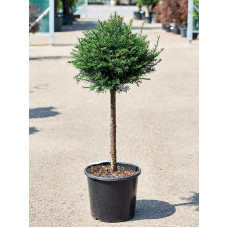 Тис ягідний ТОПІАР Куля (штамб) | Taxus Baccata Topiar Ball (shtamb) | English Yew Topiary Ball (stam)
