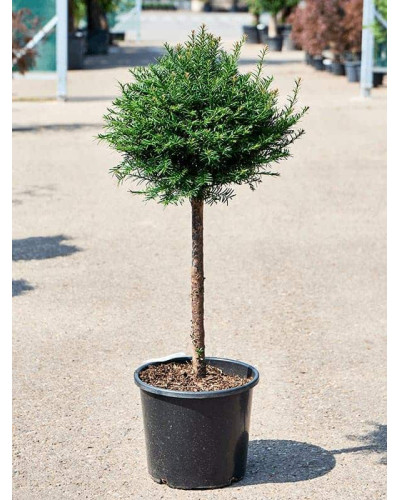 Тис ягідний ТОПІАР Куля (штамб) | Taxus Baccata Topiar Ball (shtamb) | English Yew Topiary Ball (stam)