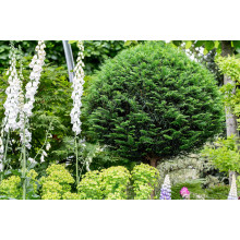 Тис ягідний ТОПІАР Куля (штамб) | Taxus Baccata Topiar Ball (shtamb) | English Yew Topiary Ball (stam)