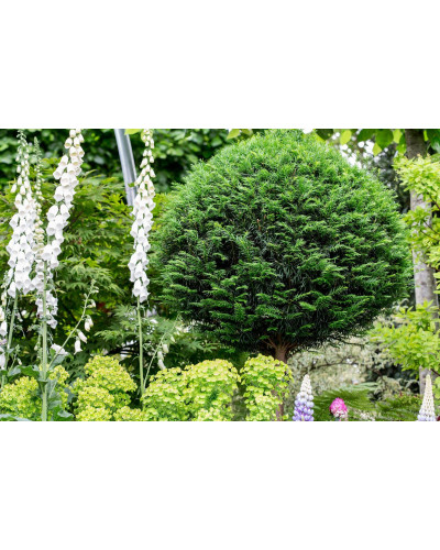 Тис ягідний ТОПІАР Куля (штамб) | Taxus Baccata Topiar Ball (shtamb) | English Yew Topiary Ball (stam)